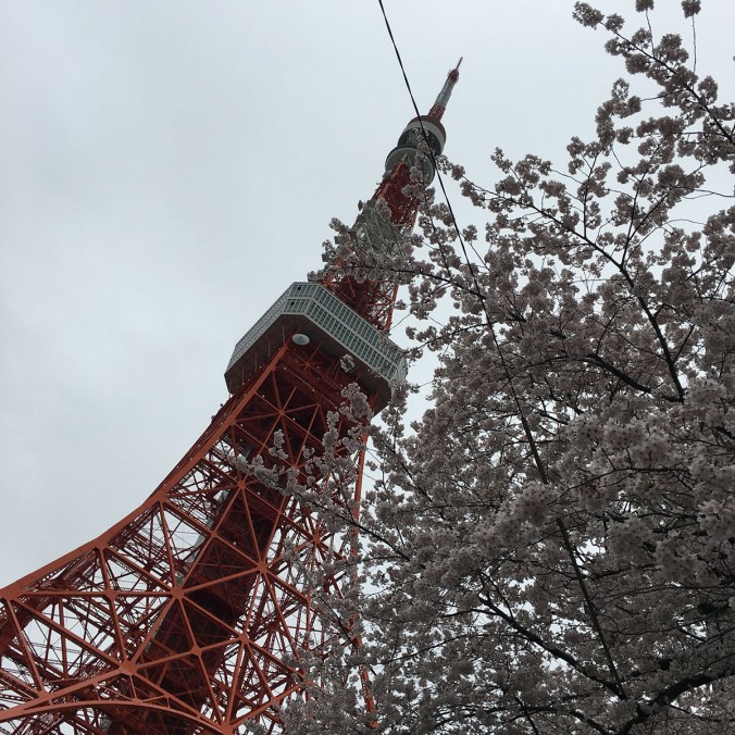 桜と東京タワー